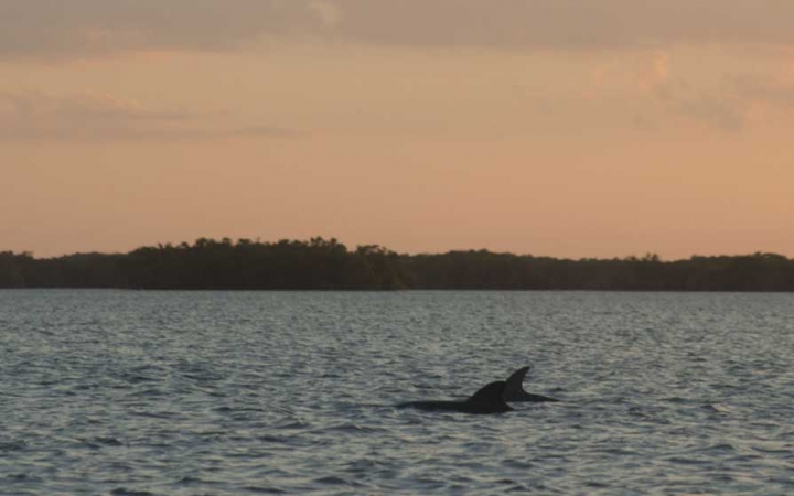 The fins of dolphins appear out of water.